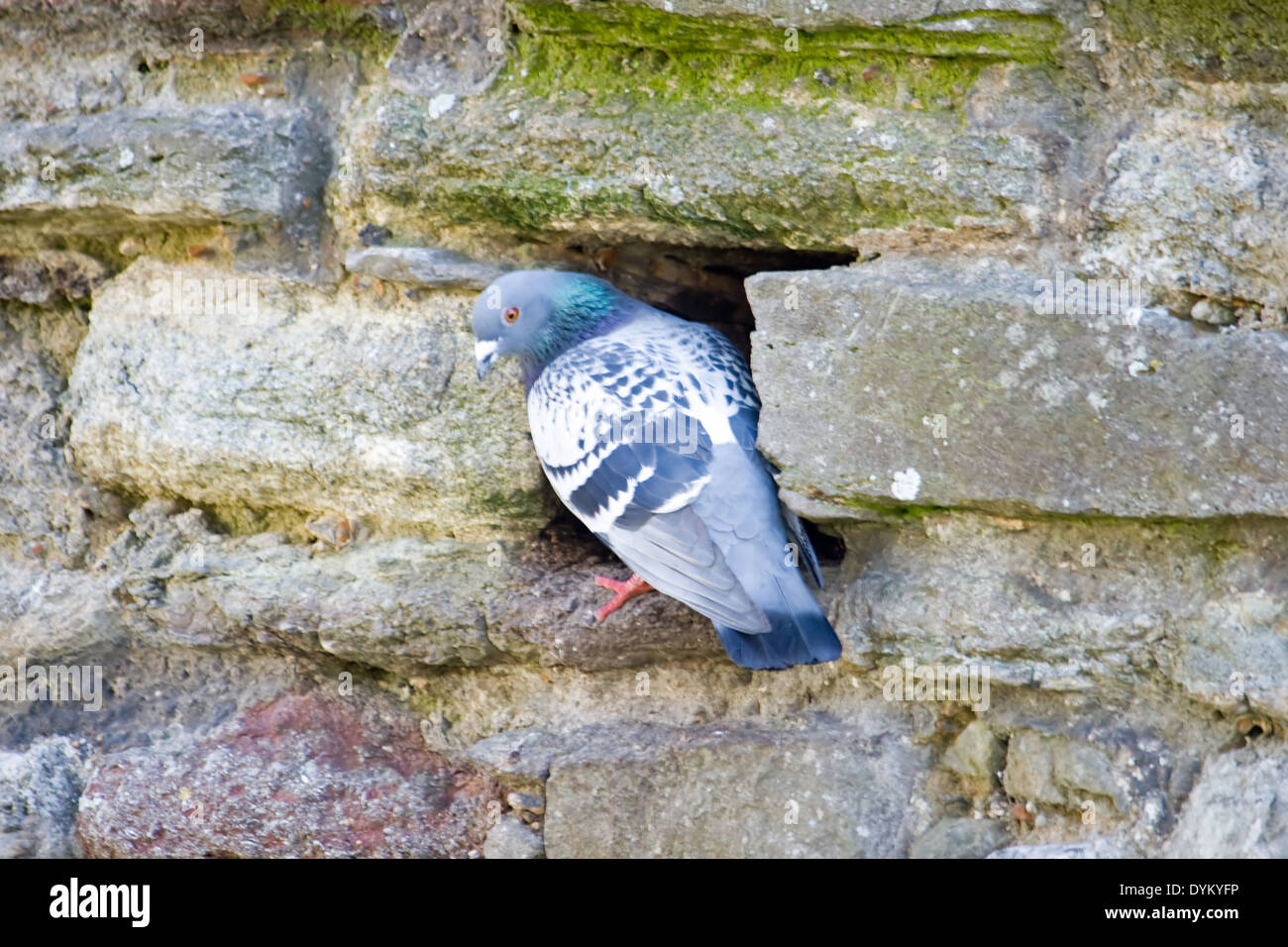 Pigeon hole hires stock photography and images Alamy