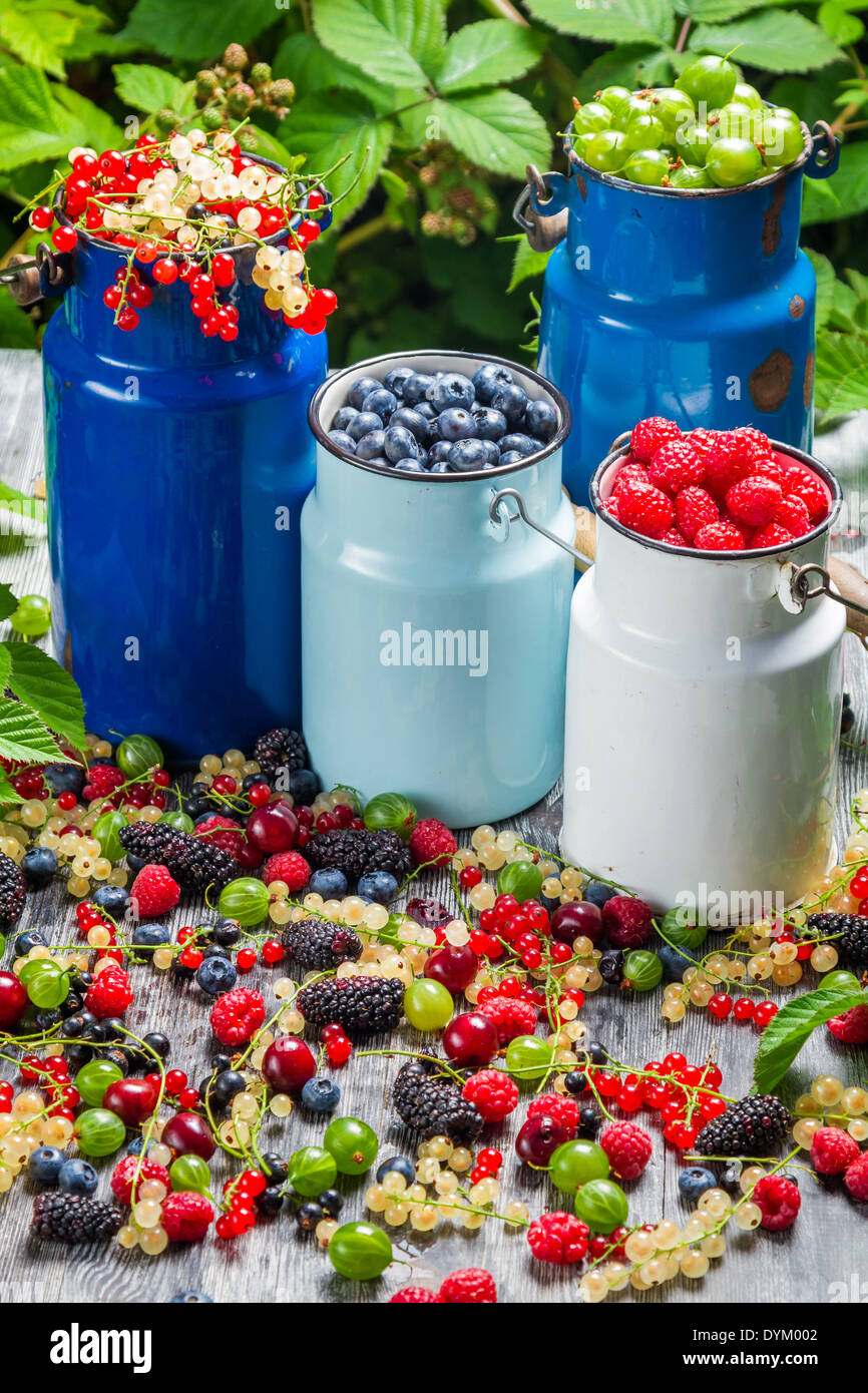 Collecting fresh wild berries Stock Photo Alamy