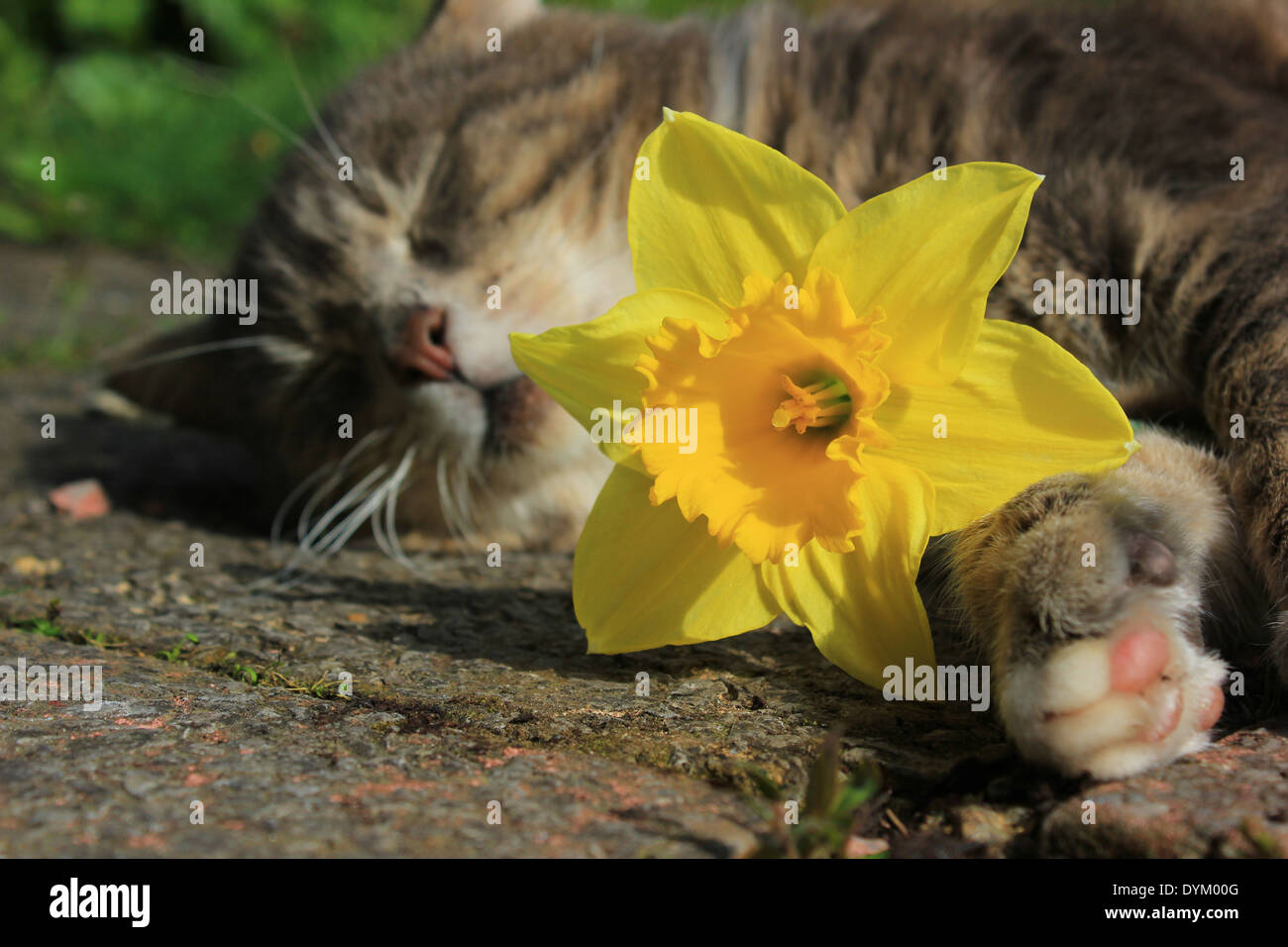 Tabby cat holding daffodil Stock Photo Alamy