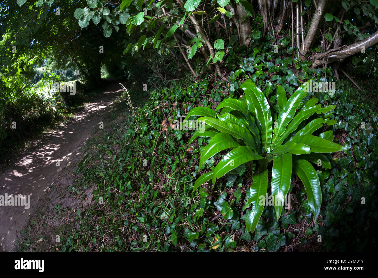 The hart's-tongue fern (Asplenium scolopendrium), seen at the bend in the forest path (Brittany - France). Harts tongue fern Stock Photo