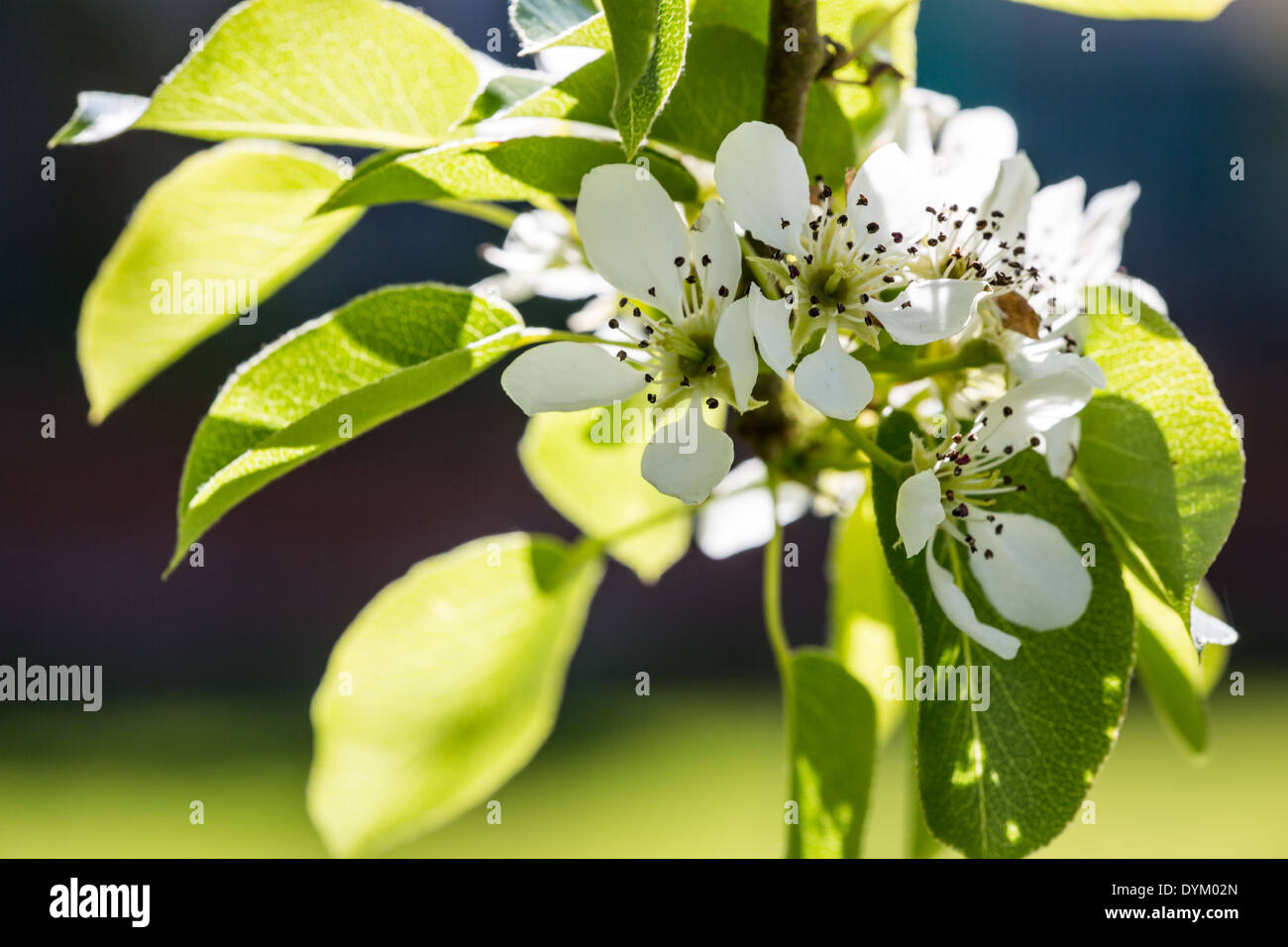 Plymouth pear flower (Pyrus, cordata) in spring sunshine Stock Photo