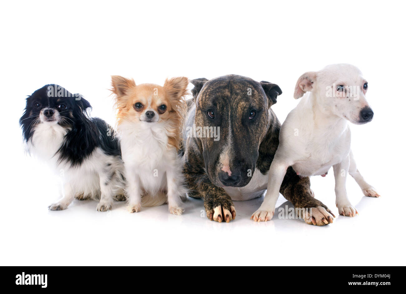 four dogs in front of white background Stock Photo