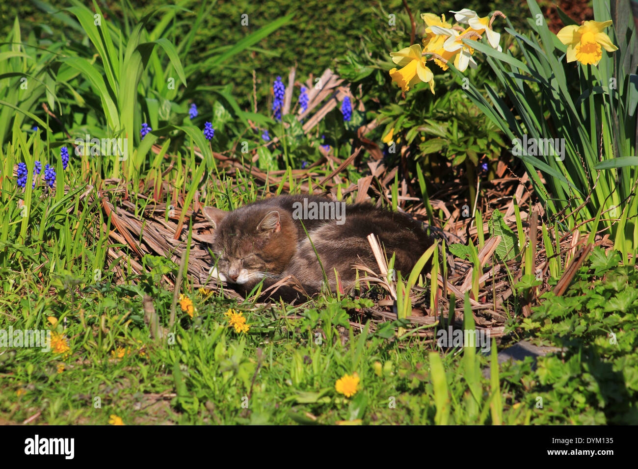 Cat with flowers hi-res stock photography and images - Alamy