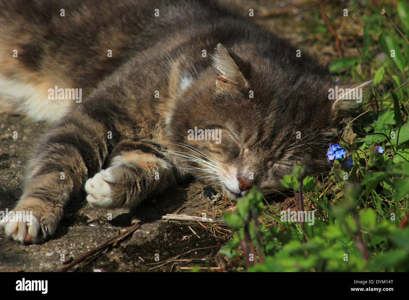 Sleeping flowers hi-res stock photography and images - Alamy