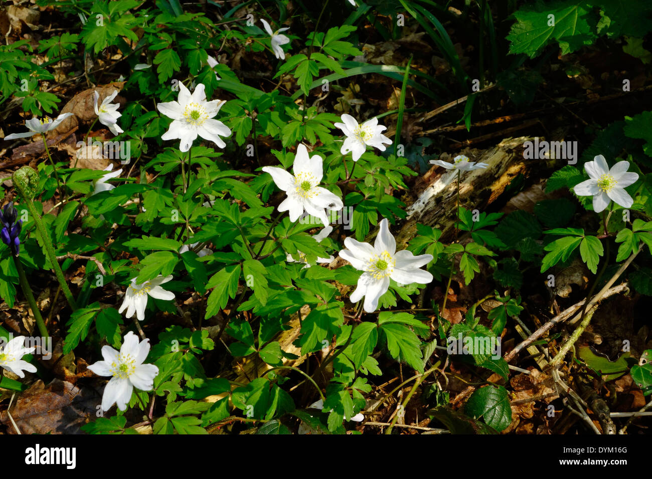 Wood Anemone ( Anemone nemorosa ) In Flower in Spring, UK Stock Photo