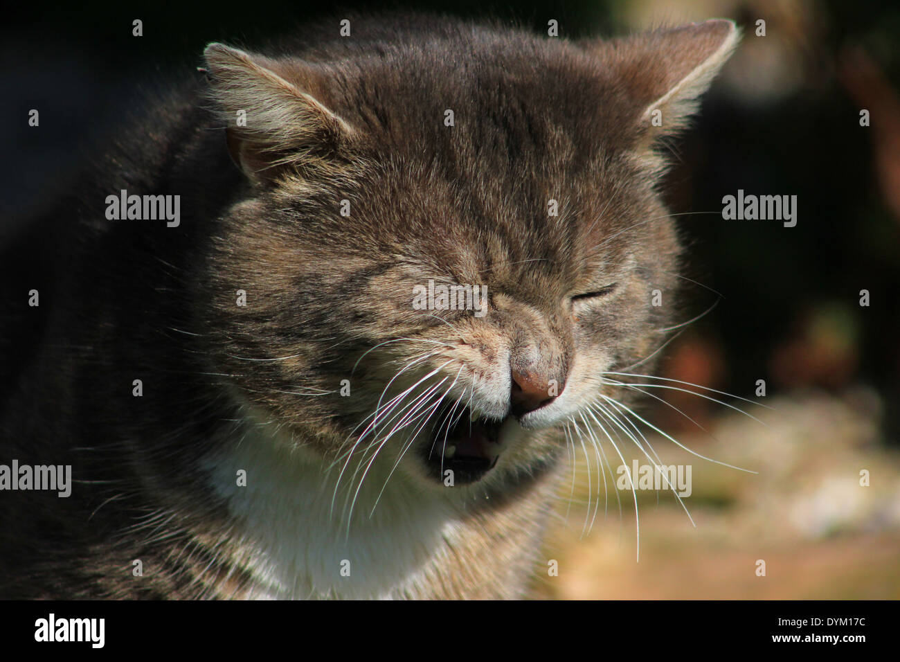 Grumpy cat Stock Photo