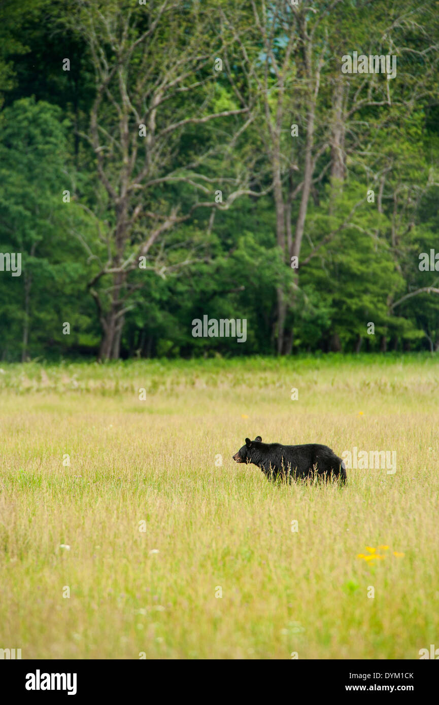 Black bear in a field at Cades Cove Great Smoky Mountains National Park Tennessee Stock Photo