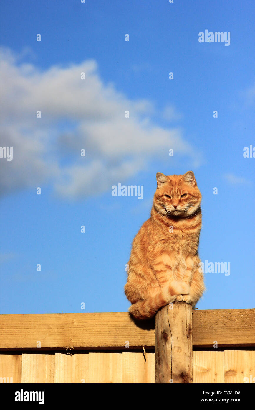 Ginger cat sat on garden fence Stock Photo Alamy