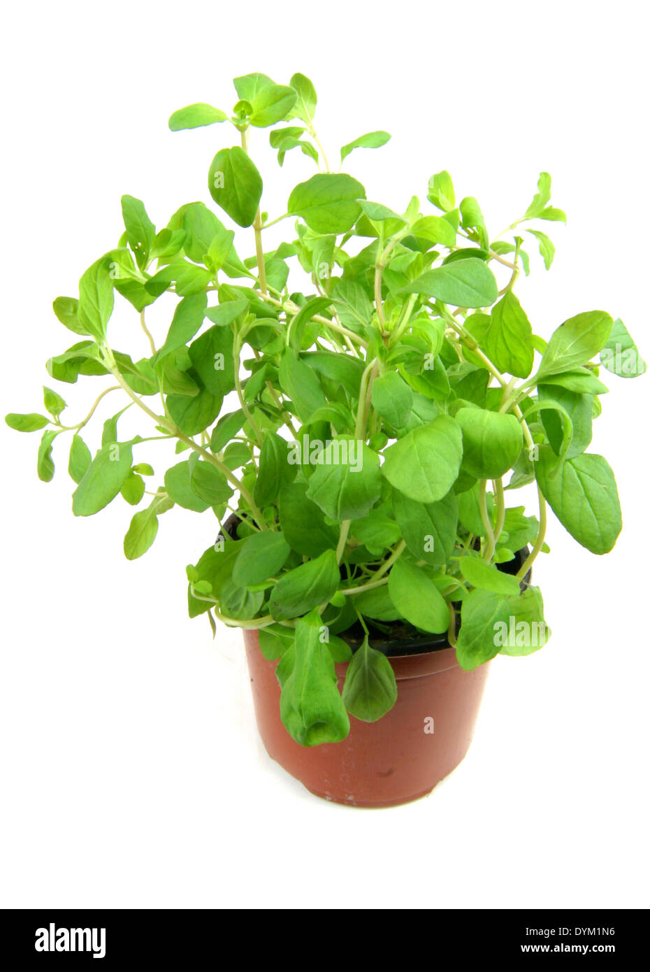 Knotted marjoram origanum majorana Cut Out Stock Images & Pictures Alamy