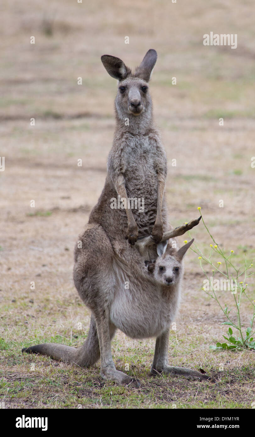 Eastern Grey Kangaroo, Macropus giganteus, Wollemi National Park, NSW, Australia Stock Photo