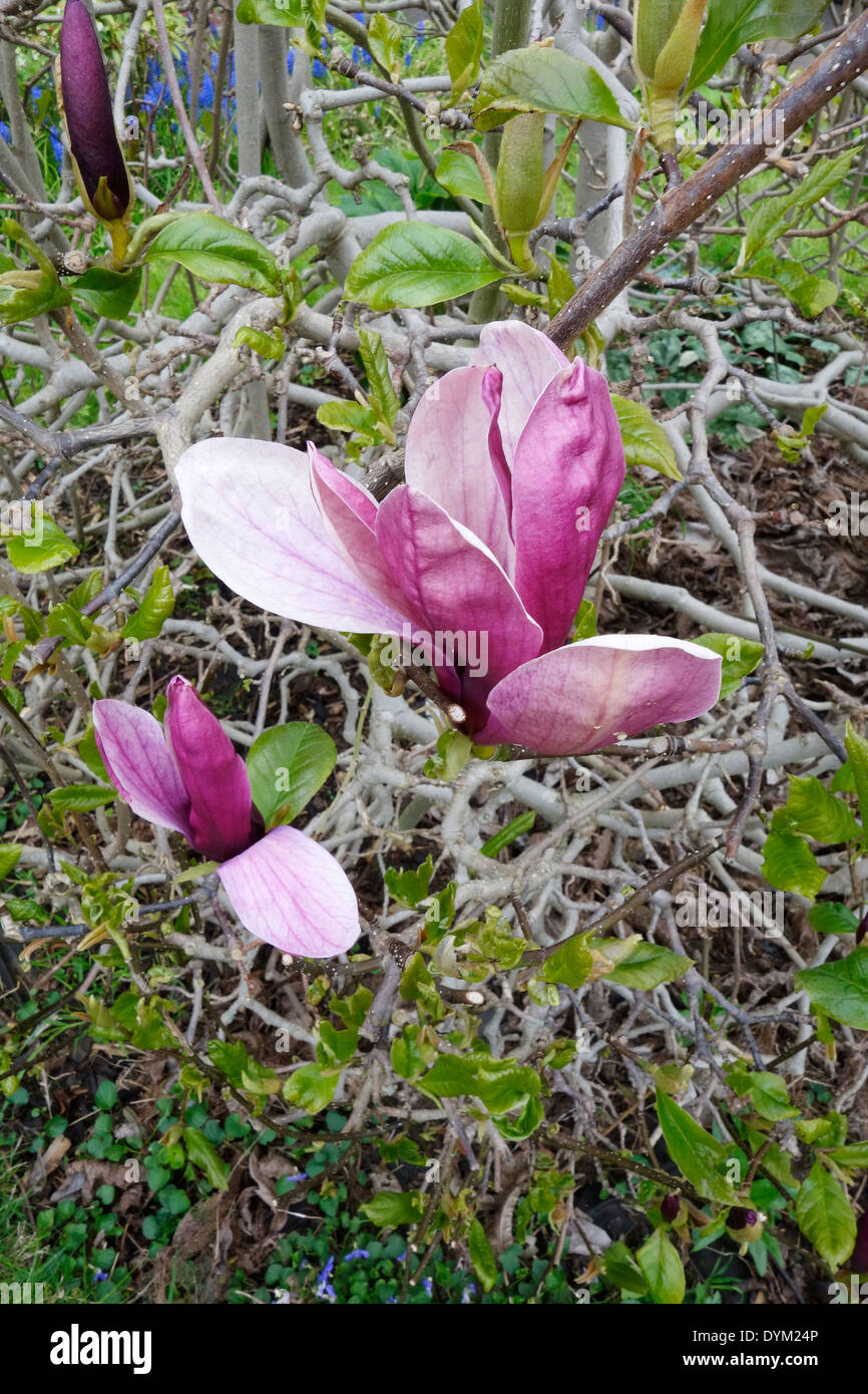 Magnolia liliiflora ( Purple Magnolia ) in Flower Stock Photo