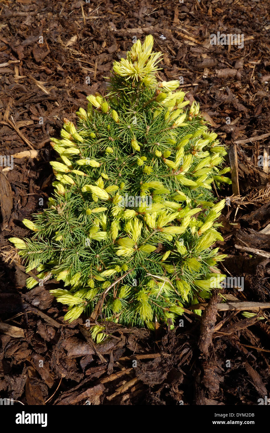 Picea glauca 'Daisies White' in Spring Stock Photo