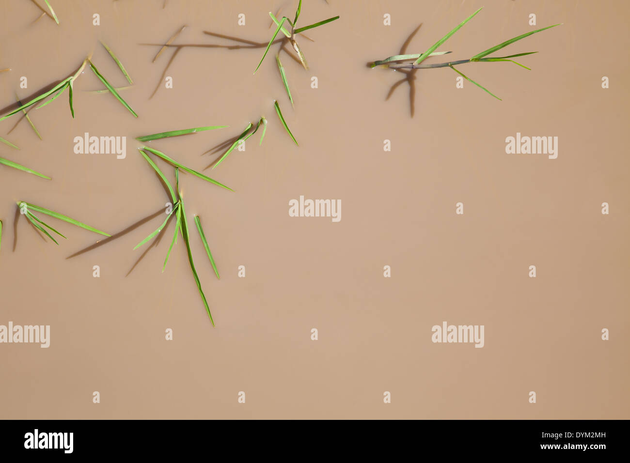 Close up of grass poking out from a muddy puddle forming a natural abstract image Stock Photo