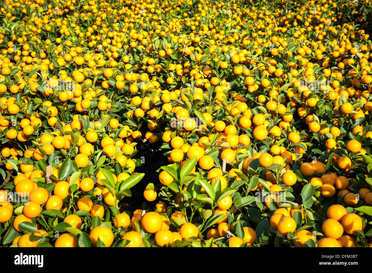 Mandarin orange plants at the New Year flower market in Victoria Park