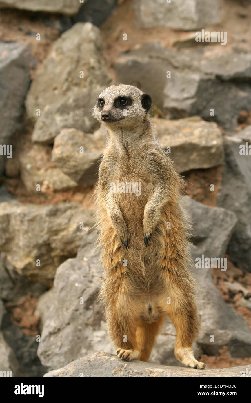 Meerkat Fact Sheet | Blog | Nature | PBS