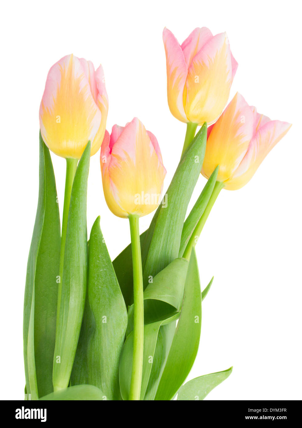 close up of yellow and pink tulips Stock Photo - Alamy