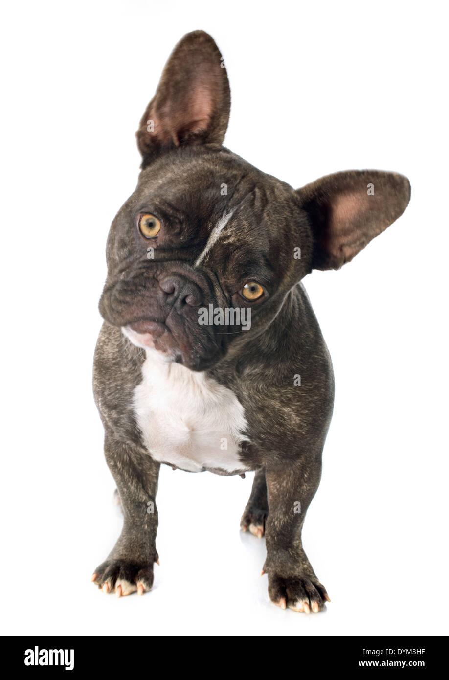 Premium Photo  Close up brindle french bulldog playing with his toys on  the bed