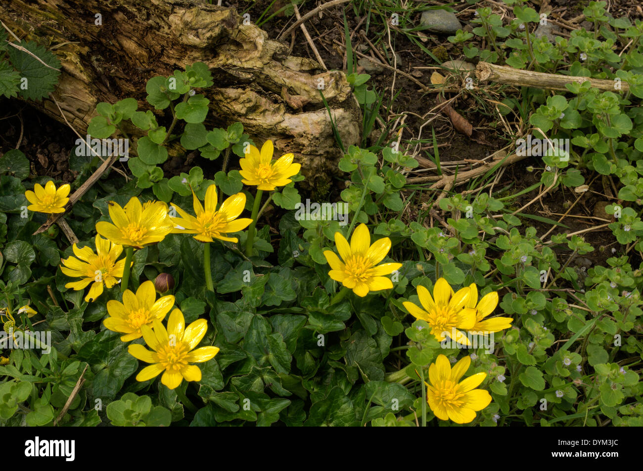 Lesser Celandine. This early spring flower growing with Ivy-leaved Speedwell Stock Photo