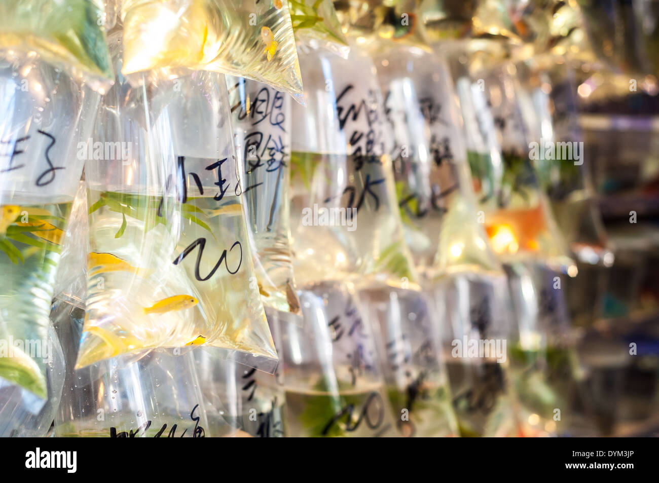 Tropical fish hanging in bags at Tung Choi Street goldfish market, Hong