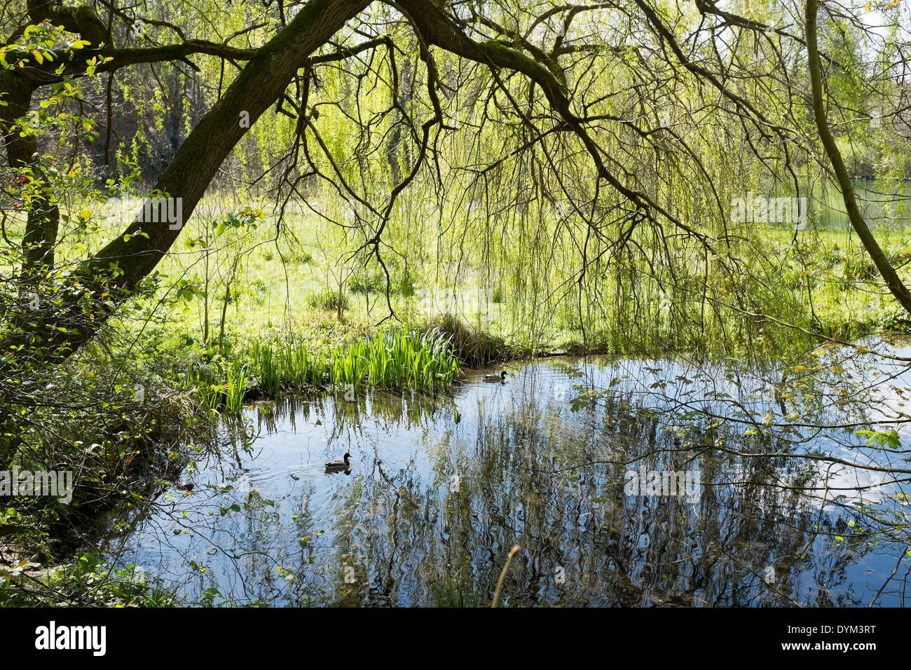 Drew's Pond Wood Local Nature Reserve near Devizes Stock Photo Alamy