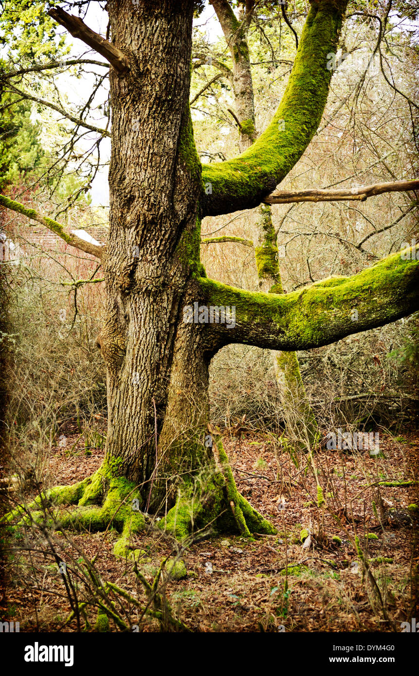 Big moss covered tree trunk with large branches. Mystical magical forest scene with an artistic texture. Salt Spring Island, BC. Stock Photo
