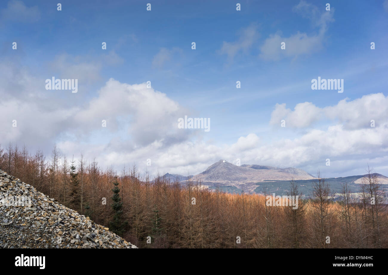 Goat Fell & Larch forest on the Isle of Arran in Scotland. Stock Photo