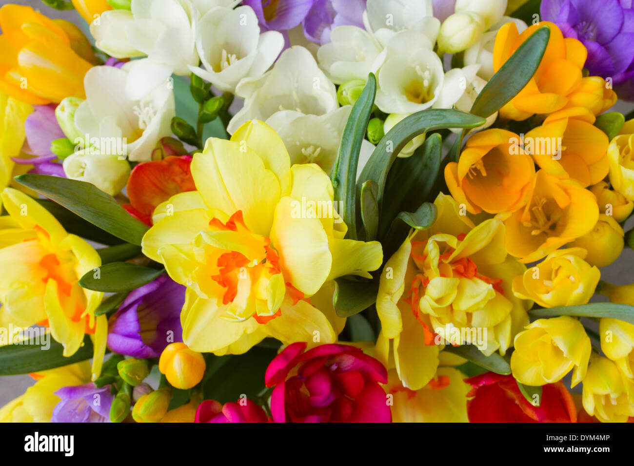 spring flowers close up Stock Photo - Alamy
