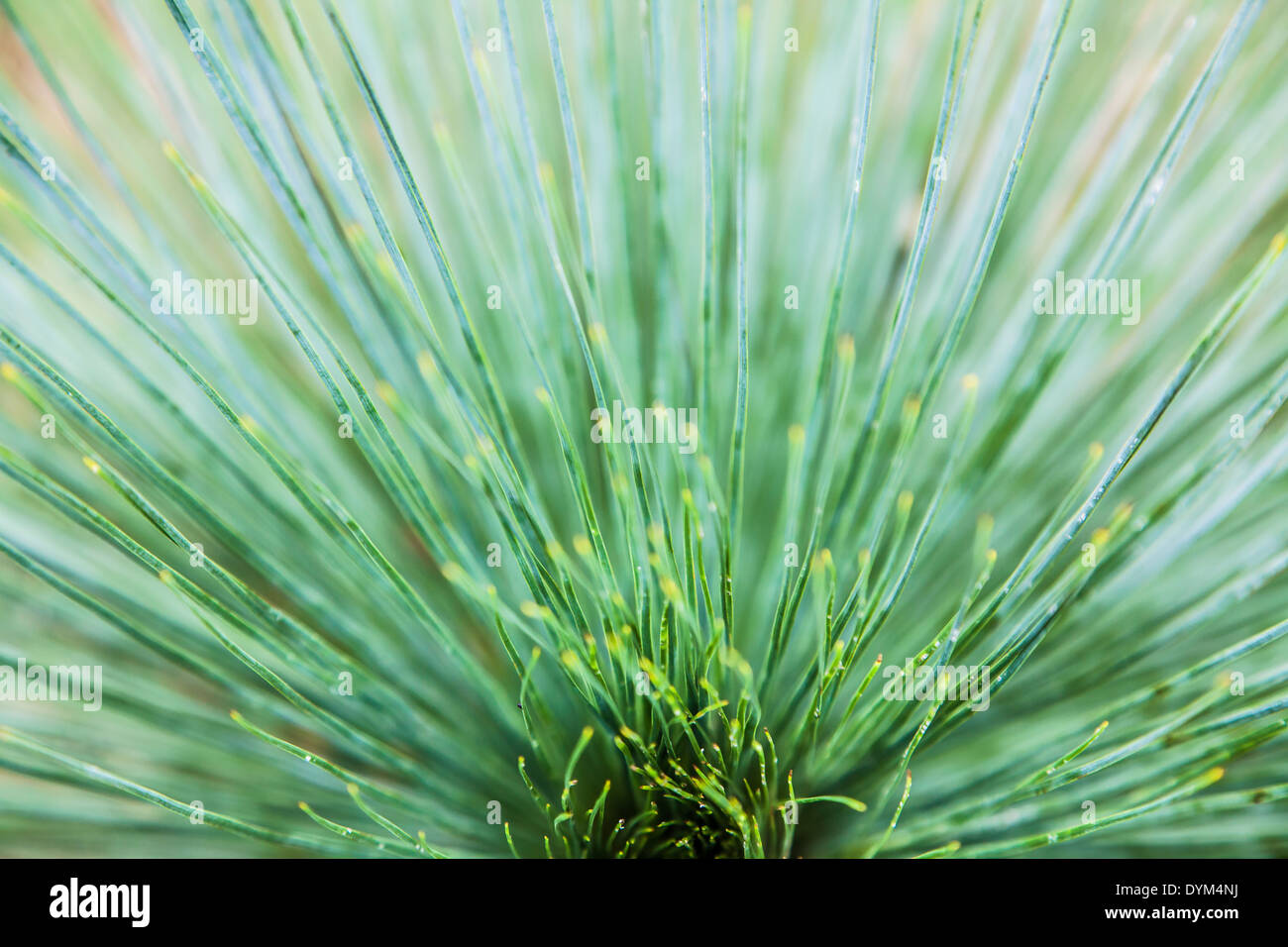 The fronds of a plant making an interesting fan shape Stock Photo
