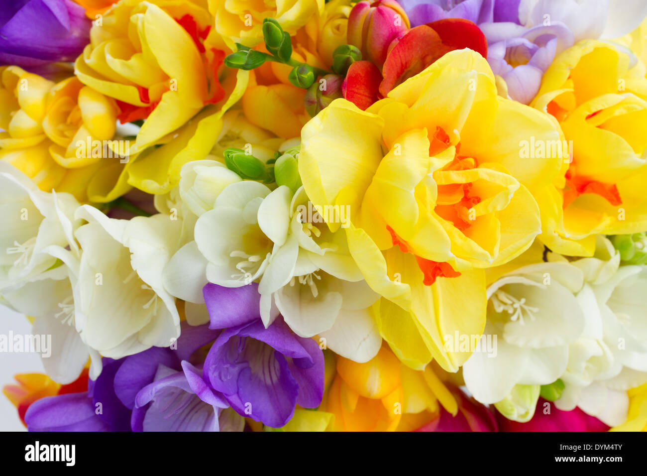spring flowers close up Stock Photo - Alamy