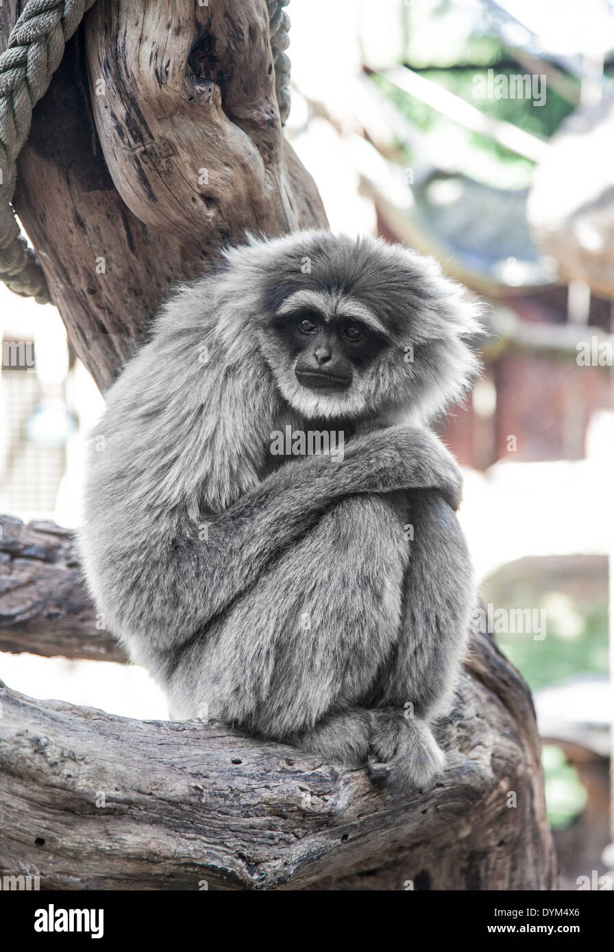 A downcast-looking Silvery Gibbon in a zoo Stock Photo