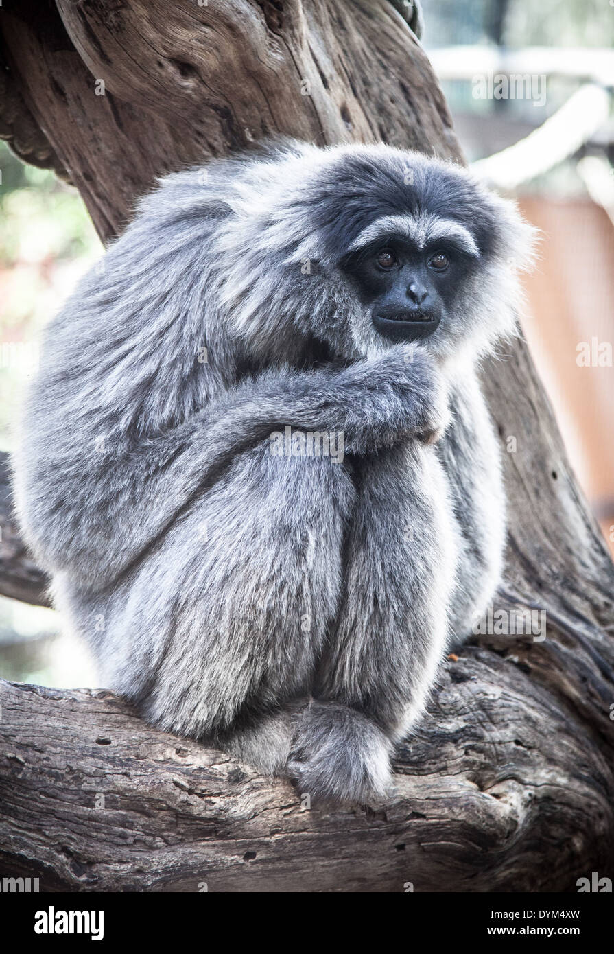 A downcast-looking Silvery Gibbon in a zoo Stock Photo