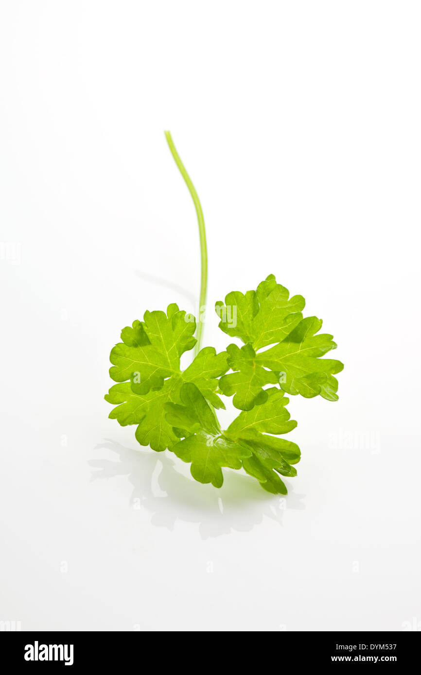 Fresh curly parsley leaf isolated on white background. Aromatic