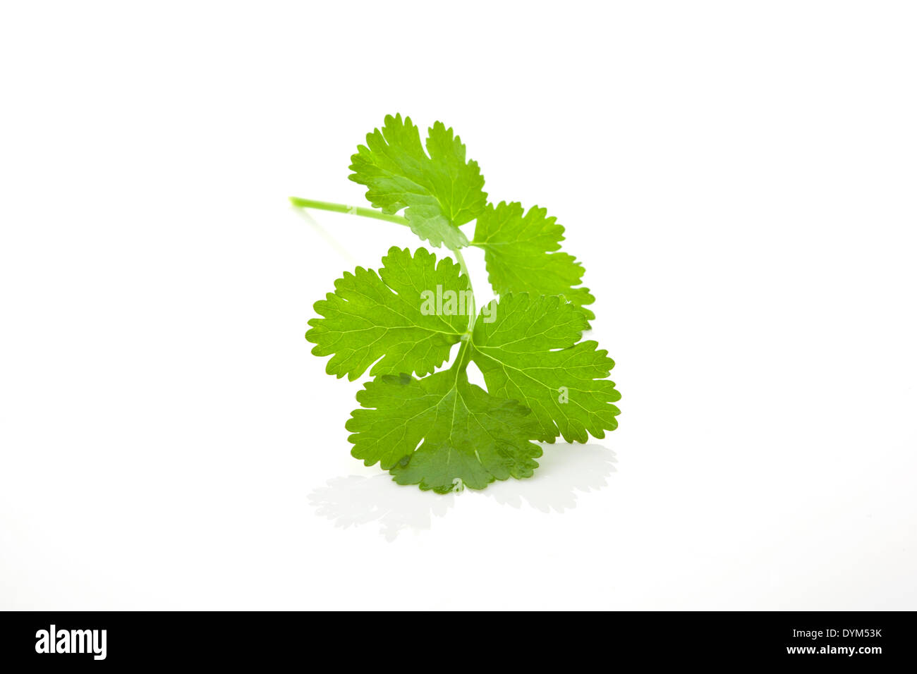 Fresh coriander leaf isolated on white background Stock Photo Alamy