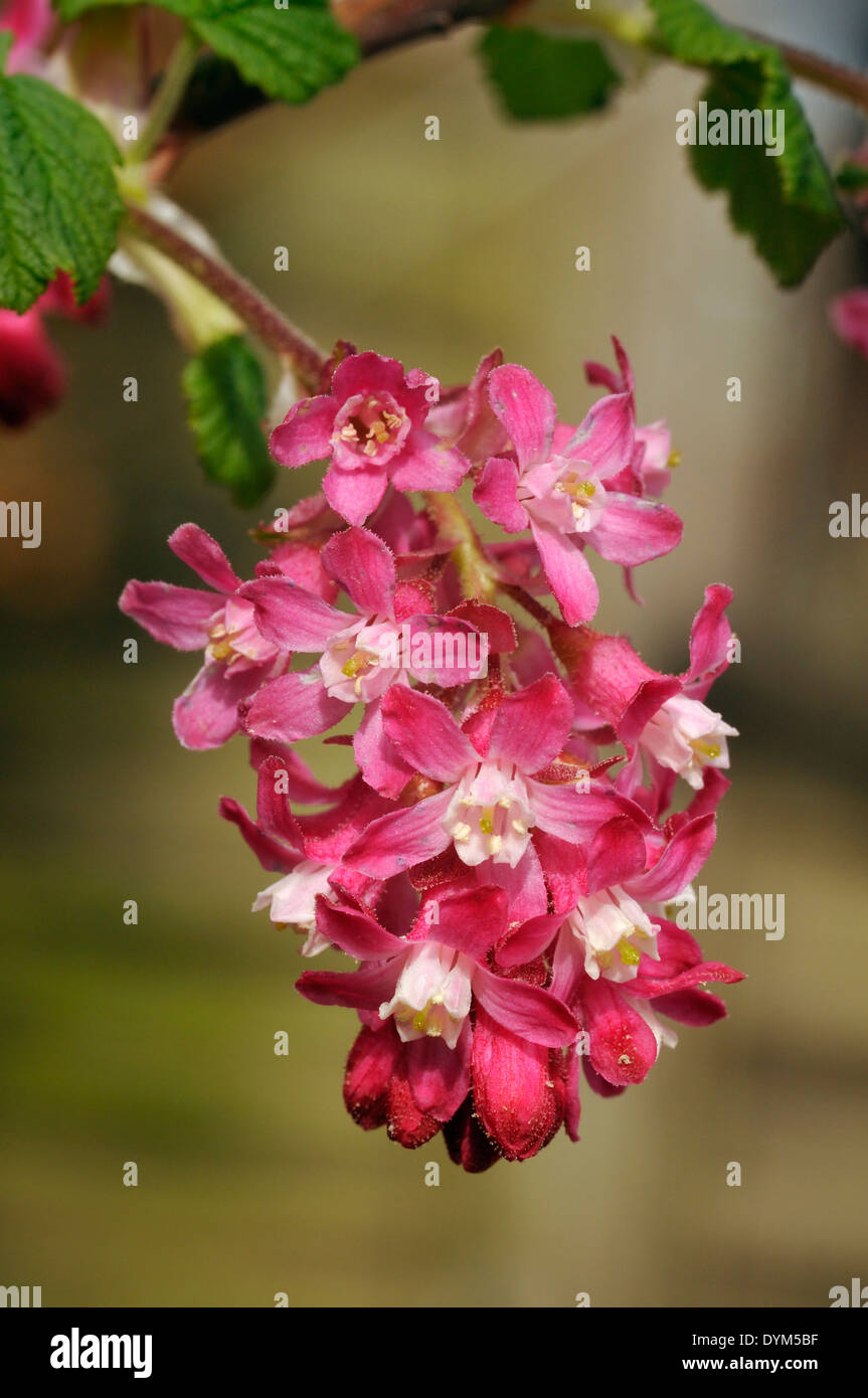 Flowering Currant - Ribes sanguineum Closeup of flowers Stock Photo