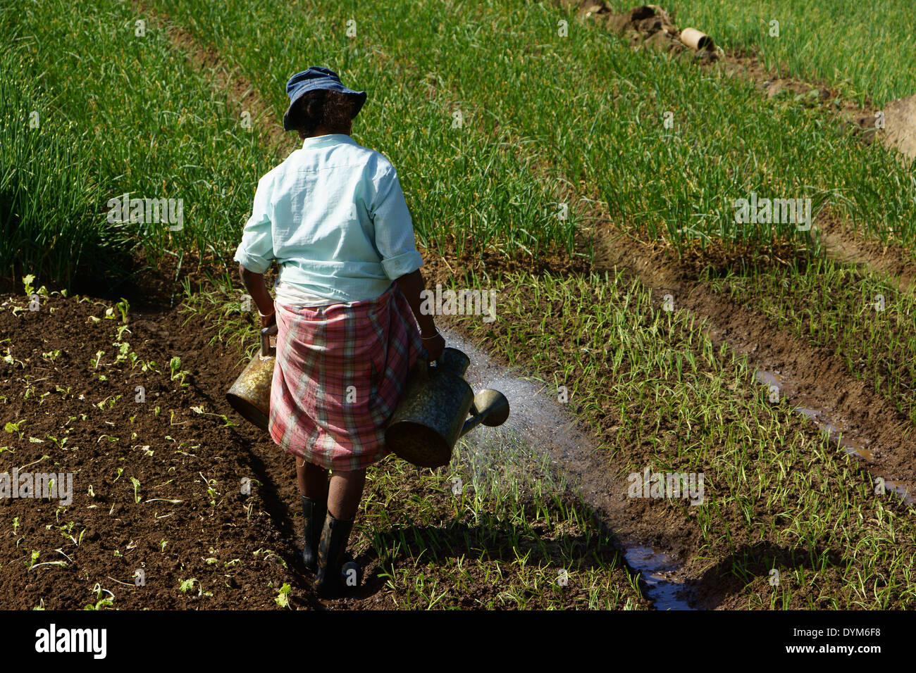 Woman watering onion plants in vegetable garden, east coast Island