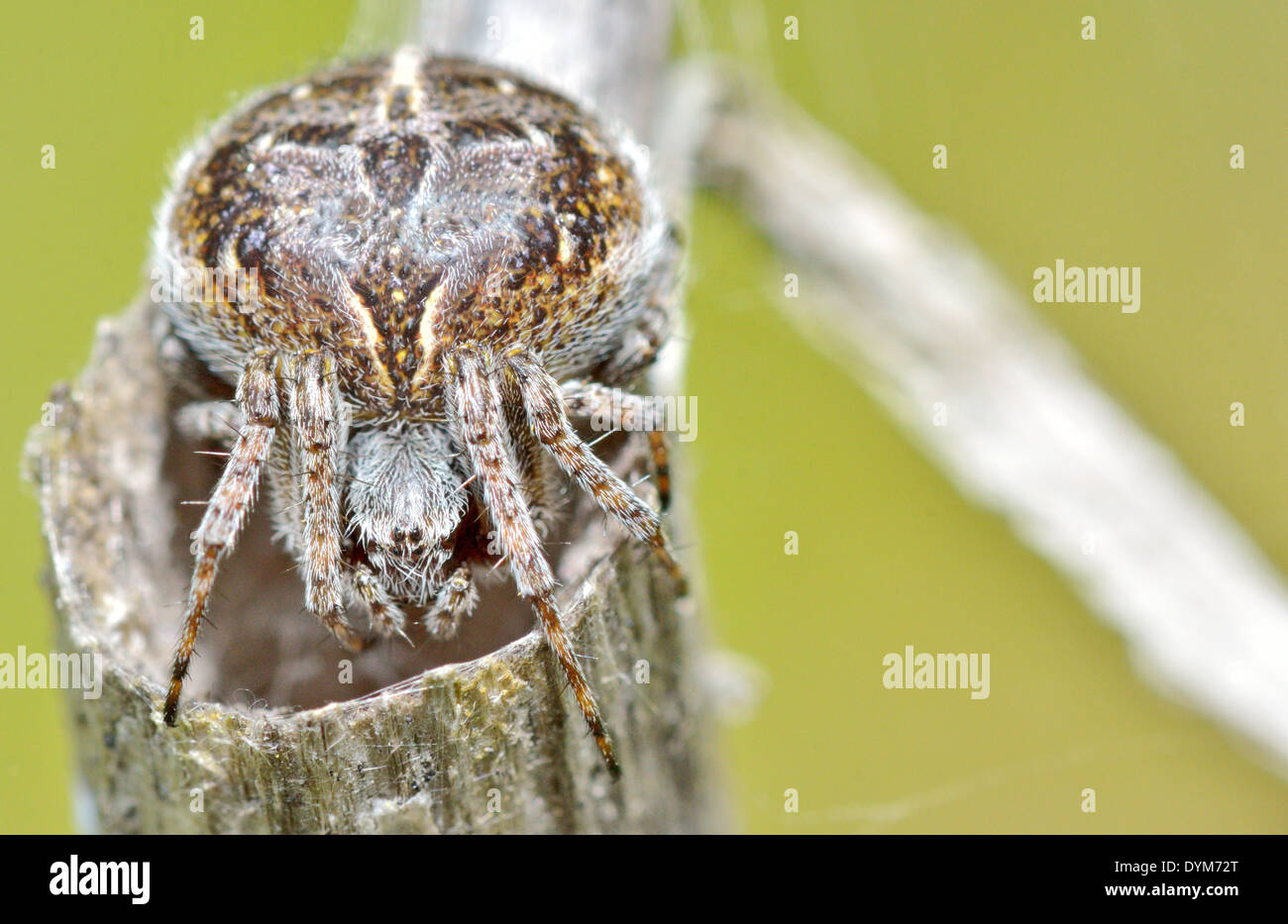 Macro of Cross spider (Araneus diadematus) Stock Photo
