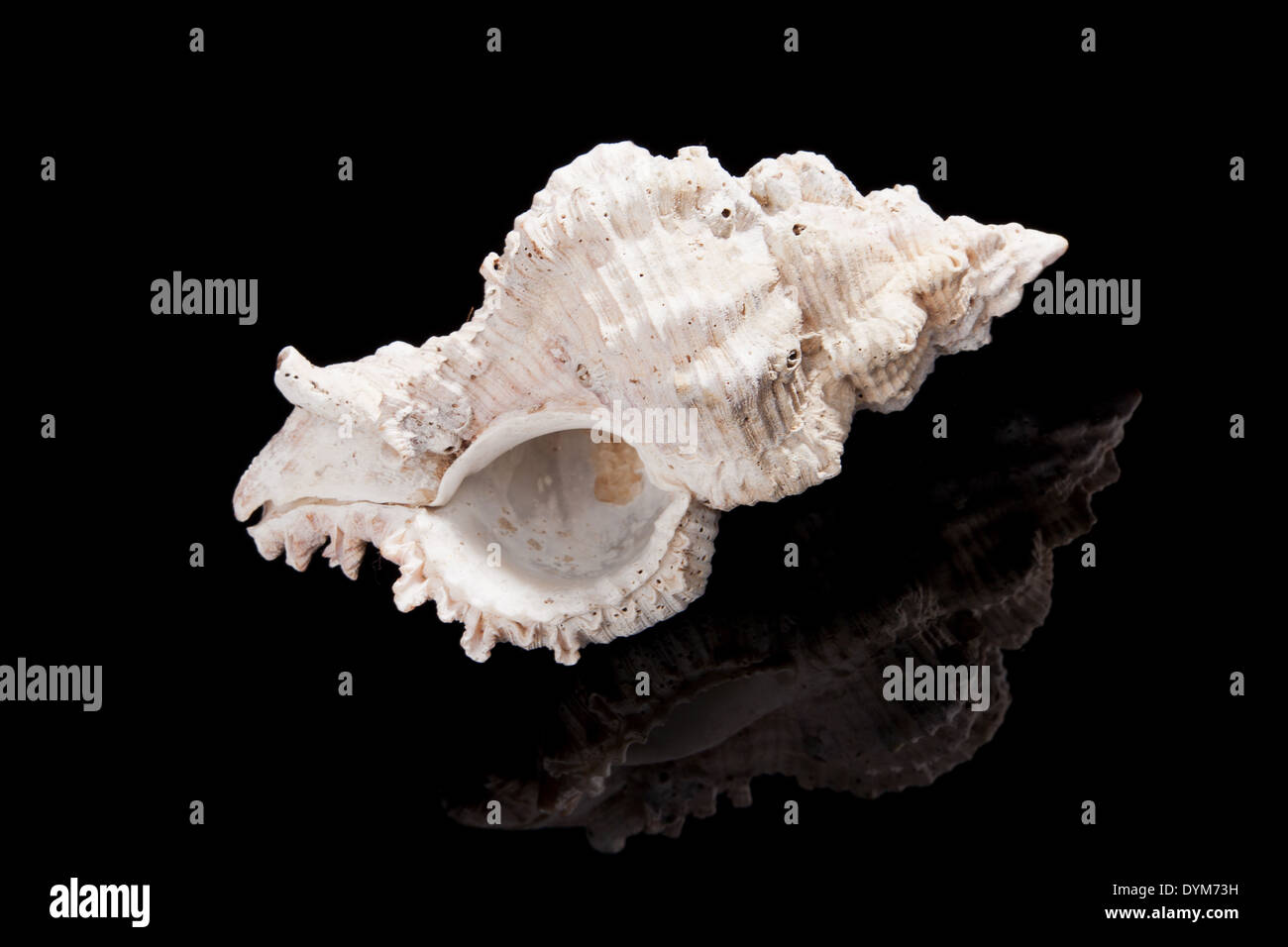 Big white seashell isolated on black background with reflection. Nature ...