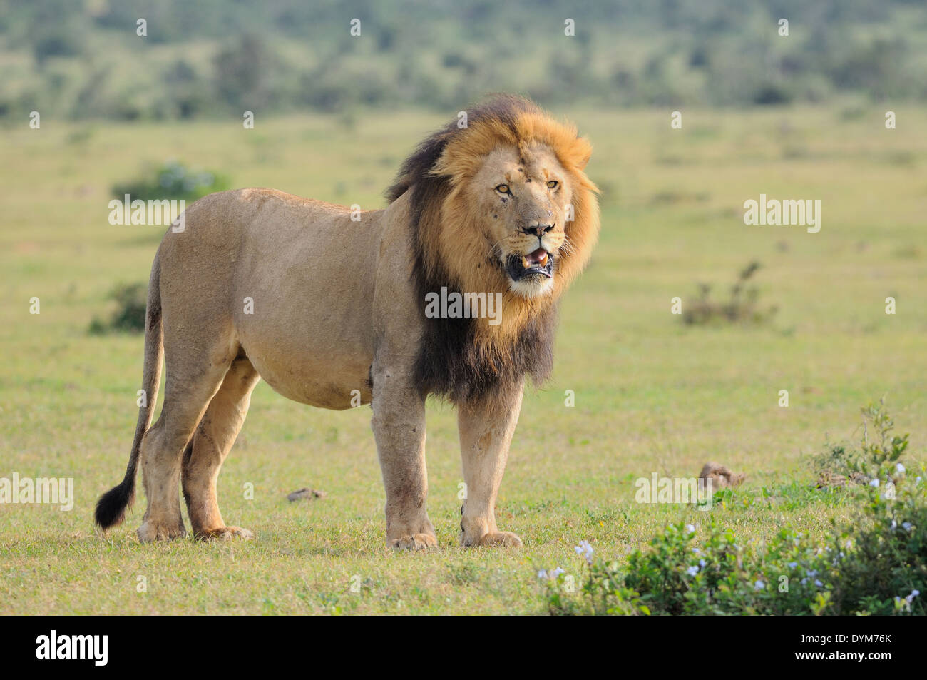 Lion (Panthera leo), standing in green grass, alert, Addo National Park, Eastern Cape, South Africa, Africa Stock Photo