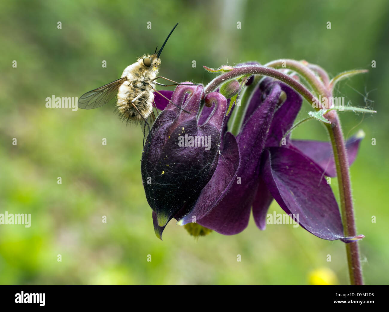 Bombylius aka bee-fly on dark aquilegia flower Stock Photo