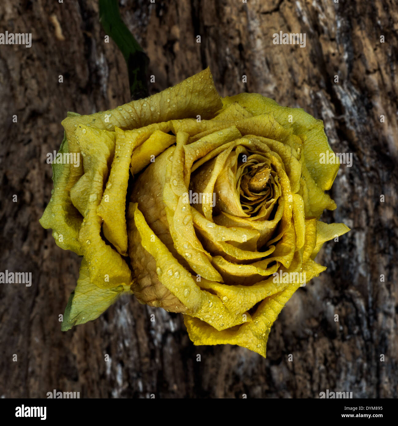 Yellow rose on dying tree with water drops Stock Photo Alamy
