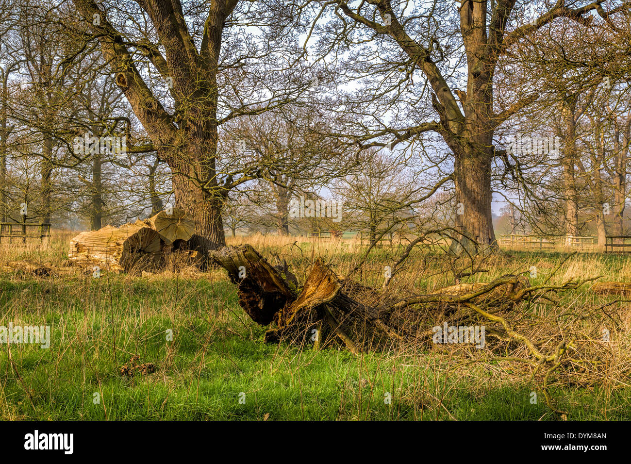 Managed woodland with cut logs left as wildlife habitats. Norfolk, UK. Stock Photo
