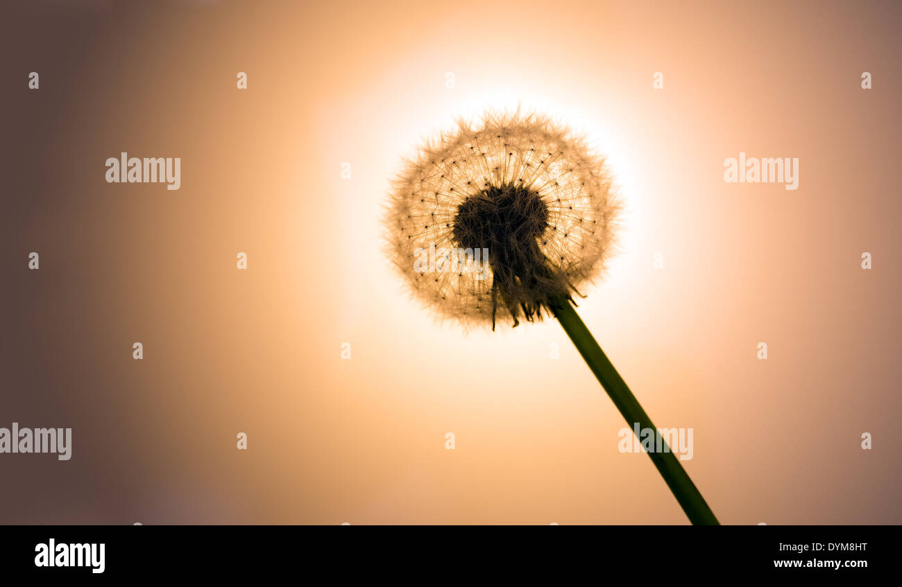 Dandelion seedhead aka clock, backlit Stock Photo