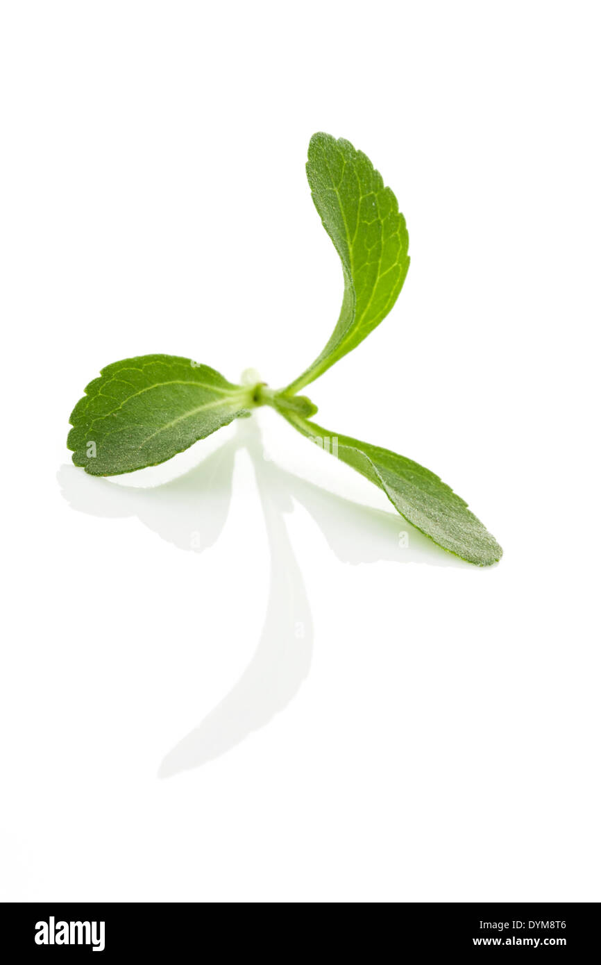 Stevia leaves isolated on white background. Culinary aromatic herbs Stock Photo Alamy
