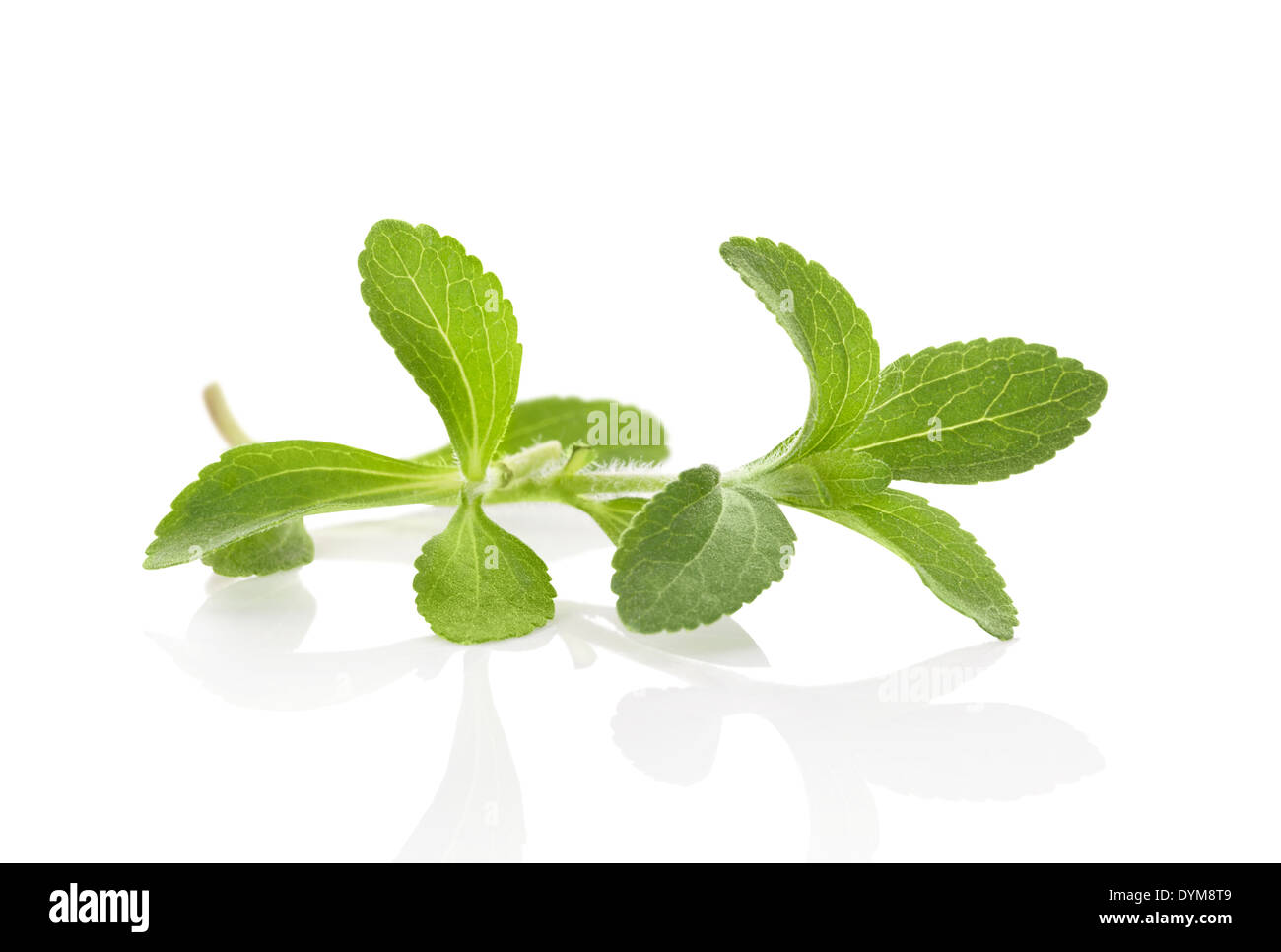 Fresh stevia sugarleaf isolated on white background with reflection