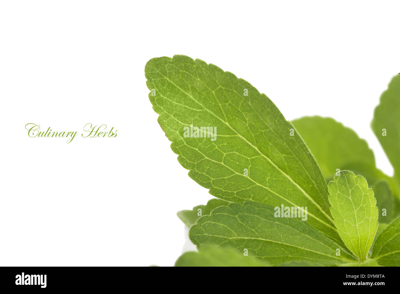 Stevia herb, sweetleaf isolated on white background. Healthy sugar
