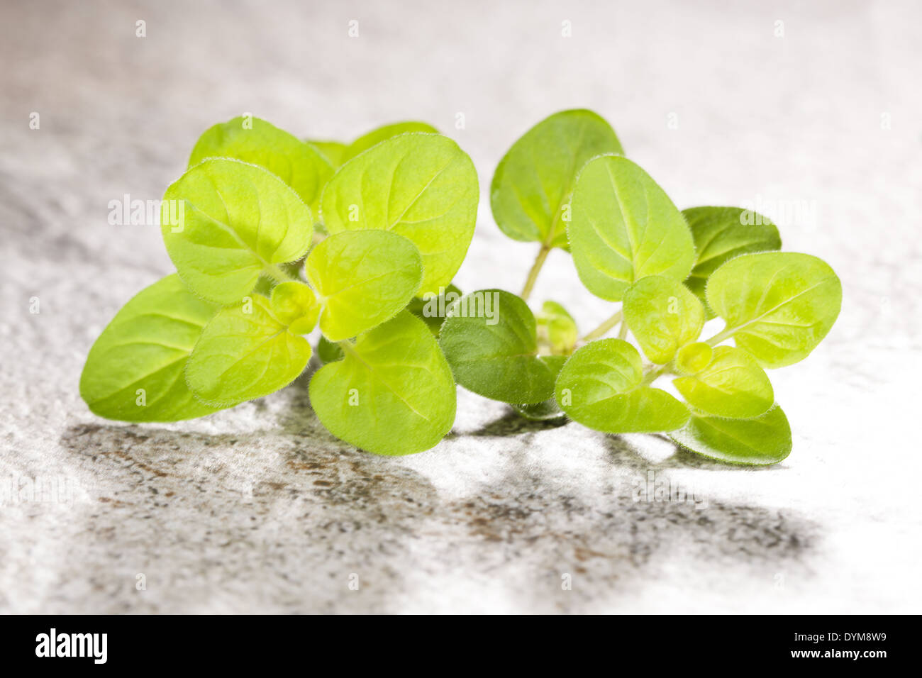 Fresh Marjoram Branch On Stone Background Culinary Aromatic - 