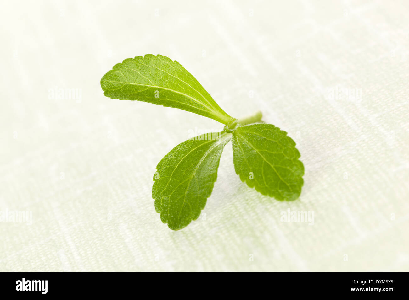 Fresh green stevia sugar leaf isolated on green background. Culinary