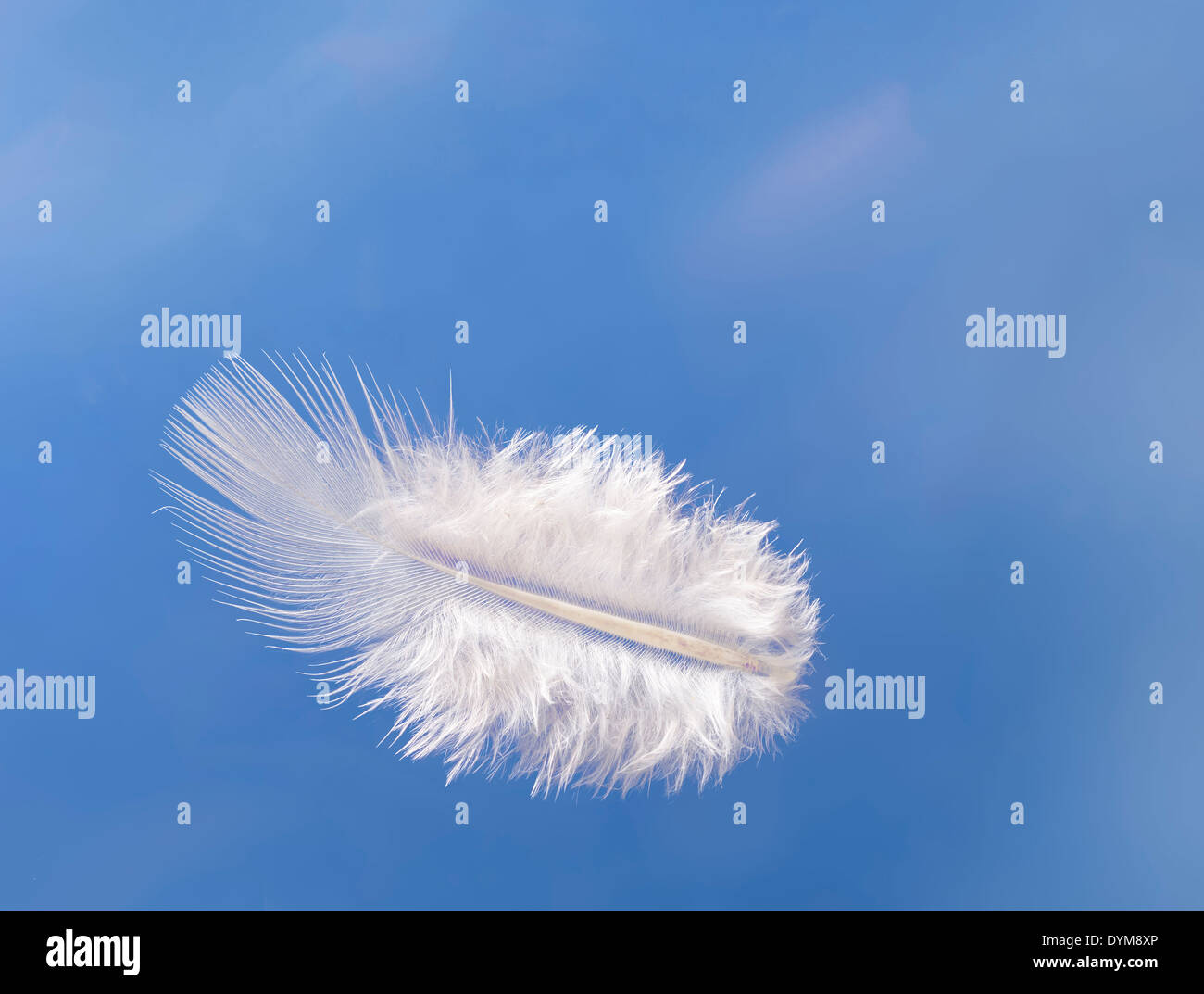 Fluffy white feather - lightness concept Stock Photo