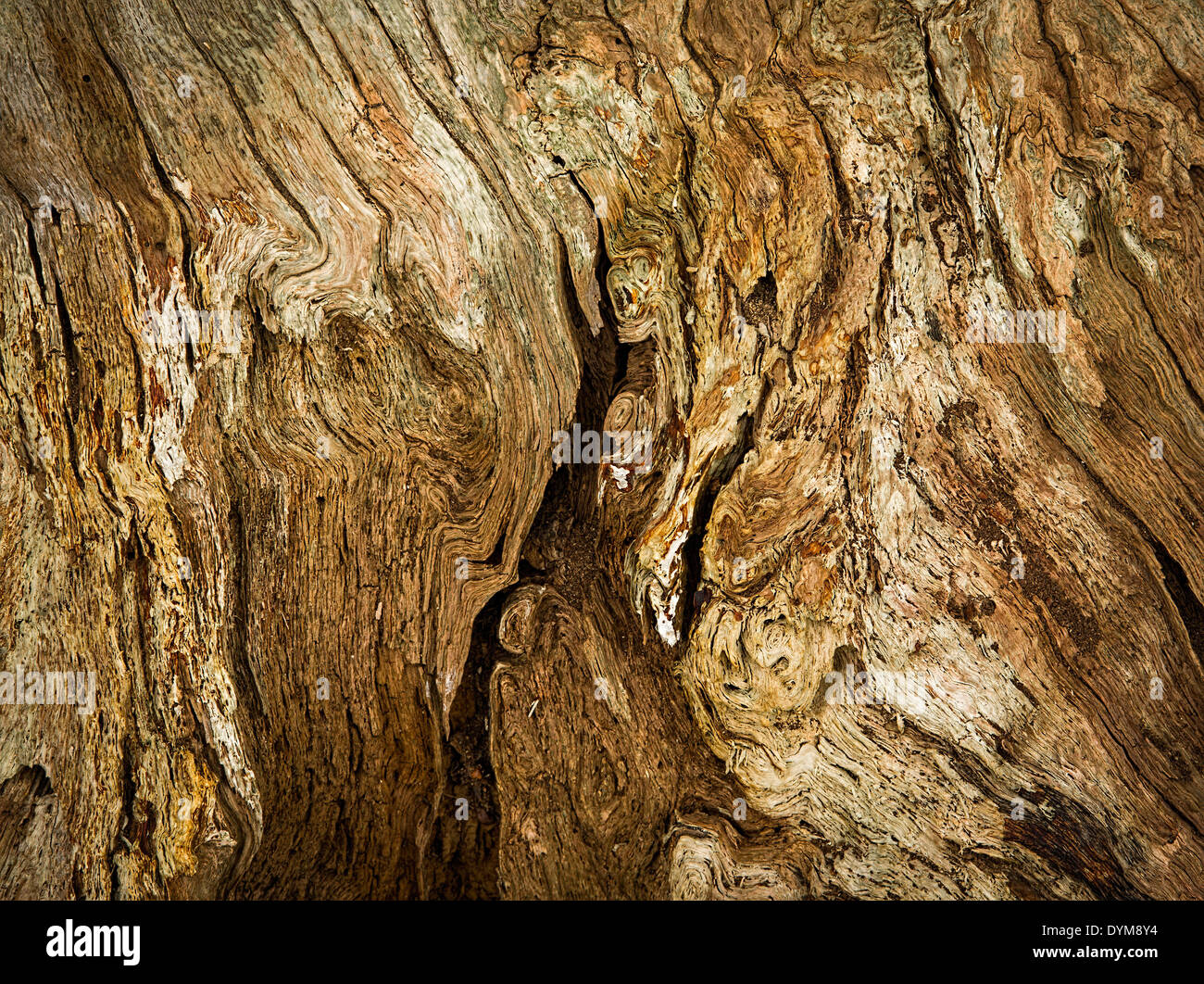 Shapes, textures and patterns within the bark and trunk of an old tree. Stock Photo