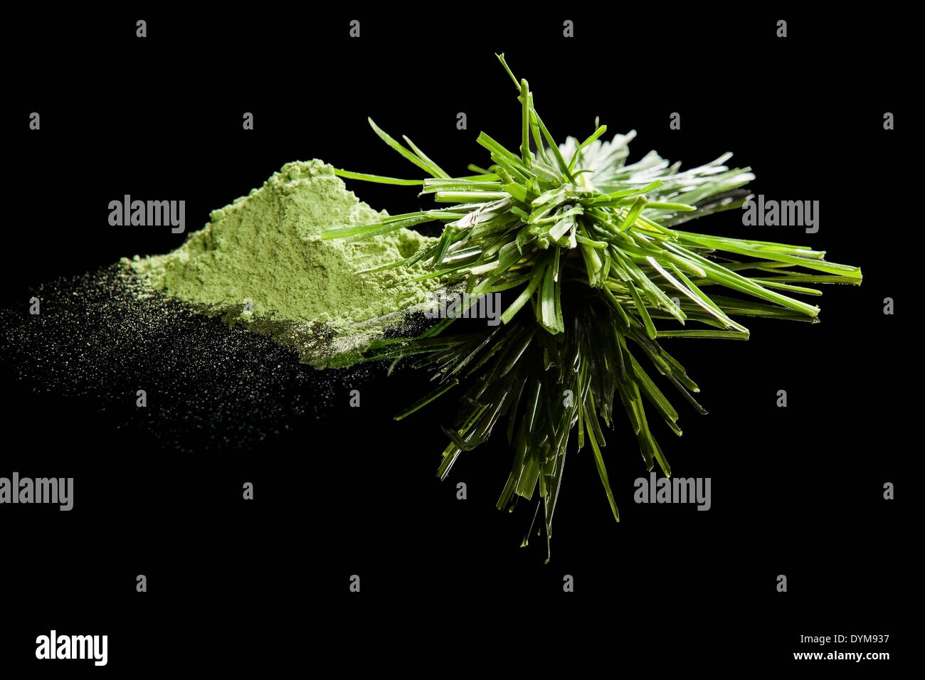 Wheatgrass and wheatgrass powder isolated on black background